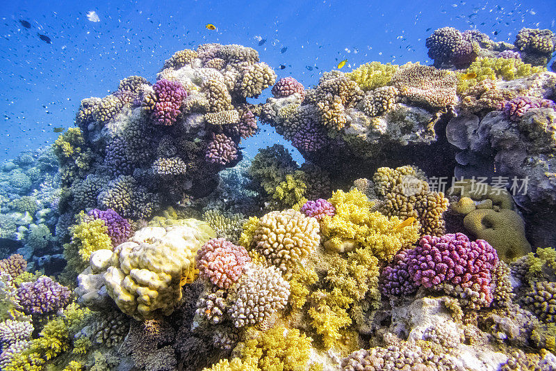 红海上的彩色珊瑚礁-马萨阿拉姆/埃及
